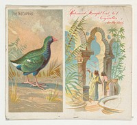 The Notornis, from Birds of the Tropics series (N38) for Allen & Ginter Cigarettes issued by Allen & Ginter, George S. Harris & Sons (lithographer)