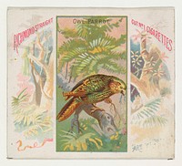 Owl Parrot, from Birds of the Tropics series (N38) for Allen & Ginter Cigarettes issued by Allen & Ginter, George S. Harris & Sons (lithographer)
