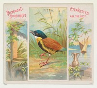 Pitta, from Birds of the Tropics series (N38) for Allen & Ginter Cigarettes issued by Allen & Ginter, George S. Harris & Sons (lithographer)