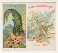 Quezal, from Birds of the Tropics series (N38) for Allen & Ginter Cigarettes issued by Allen & Ginter, George S. Harris & Sons (lithographer)