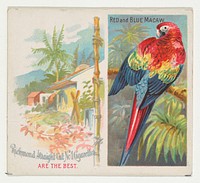 Red and Blue Macaw, from Birds of the Tropics series (N38) for Allen & Ginter Cigarettes