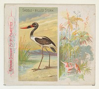 Saddle-Billed Stork, from Birds of the Tropics series (N38) for Allen & Ginter Cigarettes issued by Allen & Ginter, George S. Harris & Sons (lithographer)