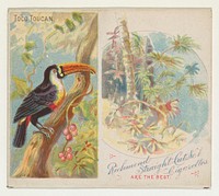 Toco Toucan, from Birds of the Tropics series (N38) for Allen & Ginter Cigarettes issued by Allen & Ginter, George S. Harris & Sons (lithographer)