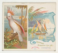 Tri-colored Cockatoo, from Birds of the Tropics series (N38) for Allen & Ginter Cigarettes issued by Allen & Ginter, George S. Harris & Sons (lithographer)