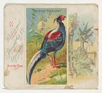 Swinhoe Pheasant, from Birds of the Tropics series (N38) for Allen & Ginter Cigarettes issued by Allen & Ginter, George S. Harris & Sons (lithographer)