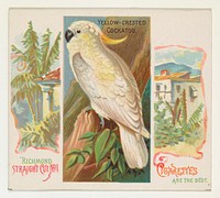 Yellow-Crested Cockatoo, from Birds of the Tropics series (N38) for Allen & Ginter Cigarettes