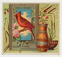 Cardinal Grosbeak, from the Birds of America series (N37) for Allen & Ginter Cigarettes issued by Allen & Ginter 