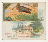 Great Marbled Godwit, from the Game Birds series (N40) for Allen & Ginter Cigarettes issued by Allen & Ginter 