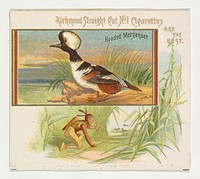 Hooded Merganser, from the Game Birds series (N40) for Allen & Ginter Cigarettes issued by Allen & Ginter 