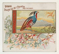 Plumed Partridge, from the Game Birds series (N40) for Allen & Ginter Cigarettes