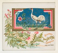 Whooping Crane, from the Game Birds series (N40) for Allen & Ginter Cigarettes issued by Allen & Ginter 