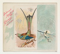 Abyssinian Roller, from the Song Birds of the World series (N42) for Allen & Ginter Cigarettes issued by Allen & Ginter, George S. Harris & Sons (lithographer)