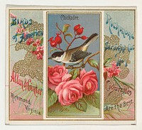 Chickadee, from the Birds of America series (N37) for Allen & Ginter Cigarettes issued by Allen & Ginter 