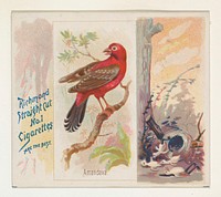 Amandava, from the Song Birds of the World series (N42) for Allen & Ginter Cigarettes issued by Allen & Ginter, George S. Harris & Sons (lithographer)