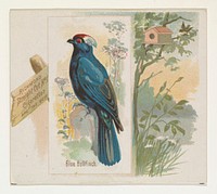 Blue Bullfinch, from the Song Birds of the World series (N42) for Allen & Ginter Cigarettes issued by Allen & Ginter, George S. Harris & Sons (lithographer)