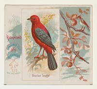 Brazilian Tanager, from the Song Birds of the World series (N42) for Allen & Ginter Cigarettes issued by Allen & Ginter, George S. Harris & Sons (lithographer)