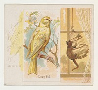 Canary Bird, from the Song Birds of the World series (N42) for Allen & Ginter Cigarettes issued by Allen & Ginter, George S. Harris & Sons (lithographer)