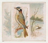 Chinese Bulbul, from the Song Birds of the World series (N42) for Allen & Ginter Cigarettes issued by Allen & Ginter, George S. Harris & Sons (lithographer)