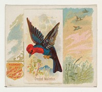 Crested Malimbus, from the Song Birds of the World series (N42) for Allen & Ginter Cigarettes issued by Allen & Ginter, George S. Harris & Sons (lithographer)