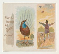 Emeu Wren, from the Song Birds of the World series (N42) for Allen & Ginter Cigarettes issued by Allen & Ginter, George S. Harris & Sons (lithographer)