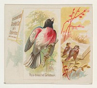 Rose-breasted Grosbeak, from the Song Birds of the World series (N42) for Allen & Ginter Cigarettes