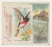 Rose-breasted Wood Robin, from the Song Birds of the World series (N42) for Allen & Ginter Cigarettes issued by Allen & Ginter, George S. Harris & Sons (lithographer)