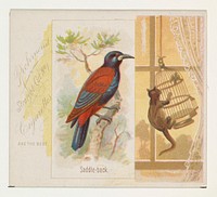 Saddle-back, from the Song Birds of the World series (N42) for Allen & Ginter Cigarettes issued by Allen & Ginter, George S. Harris & Sons (lithographer)