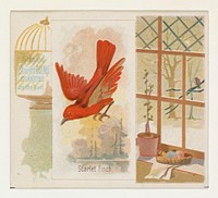 Scarlet Finch, from the Song Birds of the World series (N42) for Allen & Ginter Cigarettes issued by Allen & Ginter, George S. Harris & Sons (lithographer)