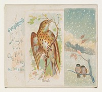 Thrush, from the Song Birds of the World series (N42) for Allen & Ginter Cigarettes issued by Allen & Ginter, George S. Harris & Sons (lithographer)