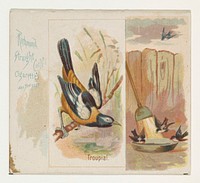 Troupial, from the Song Birds of the World series (N42) for Allen & Ginter Cigarettes issued by Allen & Ginter, George S. Harris & Sons (lithographer)