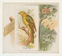 Yellow-head, from the Song Birds of the World series (N42) for Allen & Ginter Cigarettes issued by Allen & Ginter, George S. Harris & Sons (lithographer)