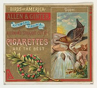 Dipper, from the Birds of America series (N37) for Allen & Ginter Cigarettes issued by Allen & Ginter 