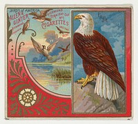 Eagle, from the Birds of America series (N37) for Allen & Ginter Cigarettes