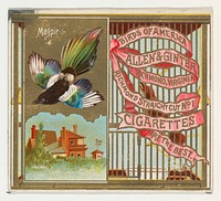 Magpie, from the Birds of America series (N37) for Allen & Ginter Cigarettes issued by Allen & Ginter 