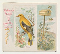 Golden Oriole, from the Song Birds of the World series (N42) for Allen & Ginter Cigarettes issued by Allen & Ginter, George S. Harris & Sons (lithographer)