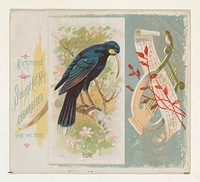 Huia, from the Song Birds of the World series (N42) for Allen & Ginter Cigarettes issued by Allen & Ginter, George S. Harris & Sons (lithographer)