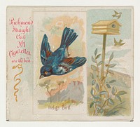 Indigo Bird, from the Song Birds of the World series (N42) for Allen & Ginter Cigarettes issued by Allen & Ginter, George S. Harris & Sons (lithographer)