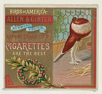 Pouter Pigeon, from the Birds of America series (N37) for Allen & Ginter Cigarettes issued by Allen & Ginter 