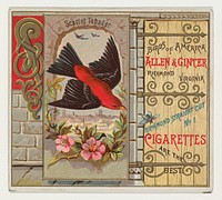 Scarlet Tanager, from the Birds of America series (N37) for Allen & Ginter Cigarettes issued by Allen & Ginter 