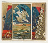 Seagull, from the Birds of America series (N37) for Allen & Ginter Cigarettes issued by Allen & Ginter 