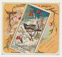 Snow Bird, from the Birds of America series (N37) for Allen & Ginter Cigarettes issued by Allen & Ginter 