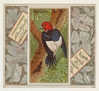 Woodpecker, from the Birds of America series (N37) for Allen & Ginter Cigarettes issued by Allen & Ginter 