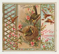 Yellow-breasted Chat, from the Birds of America series (N37) for Allen & Ginter Cigarettes issued by Allen & Ginter 