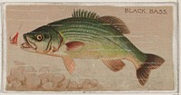 Black Bass, from the series Fishers and Fish (N74) for Duke brand cigarettes issued by W. Duke, Sons & Co.