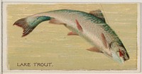 Lake Trout, from the series Fishers and Fish (N74) for Duke brand cigarettes issued by W. Duke, Sons & Co.