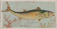 Bonito, from the series Fishers and Fish (N74) for Duke brand cigarettes issued by W. Duke, Sons & Co.