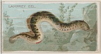 Lamprey Eel, from the series Fishers and Fish (N74) for Duke brand cigarettes issued by W. Duke, Sons & Co.