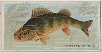 Yellow Perch, from the series Fishers and Fish (N74) for Duke brand cigarettes issued by W. Duke, Sons & Co.