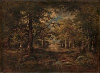 A Vista through Trees: Fontainebleau
