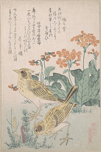 Skylarks and Primroses,” from the Series An Array of Birds (Tori awase), from Spring Rain Surimono Album (Harusame surimono-jō, vol. 3) by Kubo Shunman